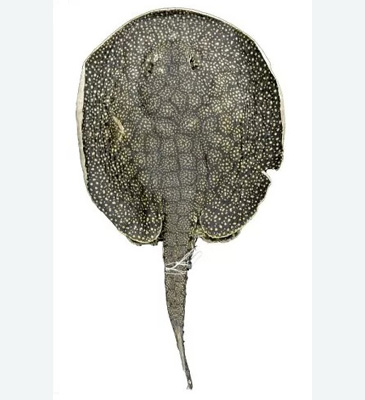 Record photograph for Potamotrygon limai